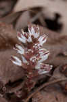 Allegheny spurge